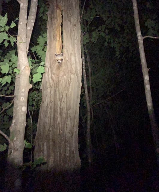 The Trash Pandas